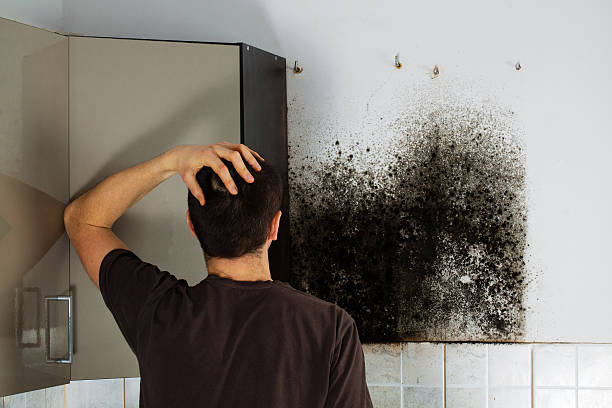 Why You Should Choose Our Mold Remediation Services in Huntingtown, MD